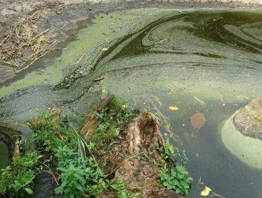 algal bloom in a marine ecosystem