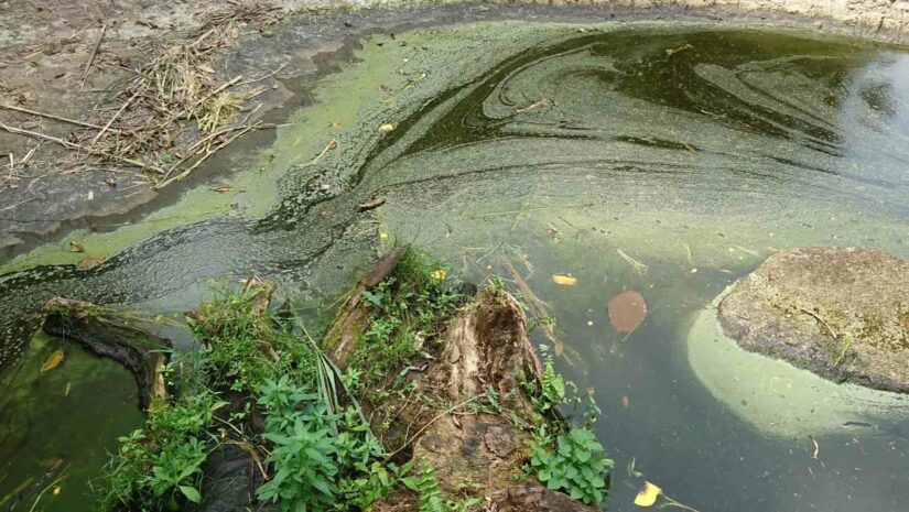 algal bloom in a marine ecosystem