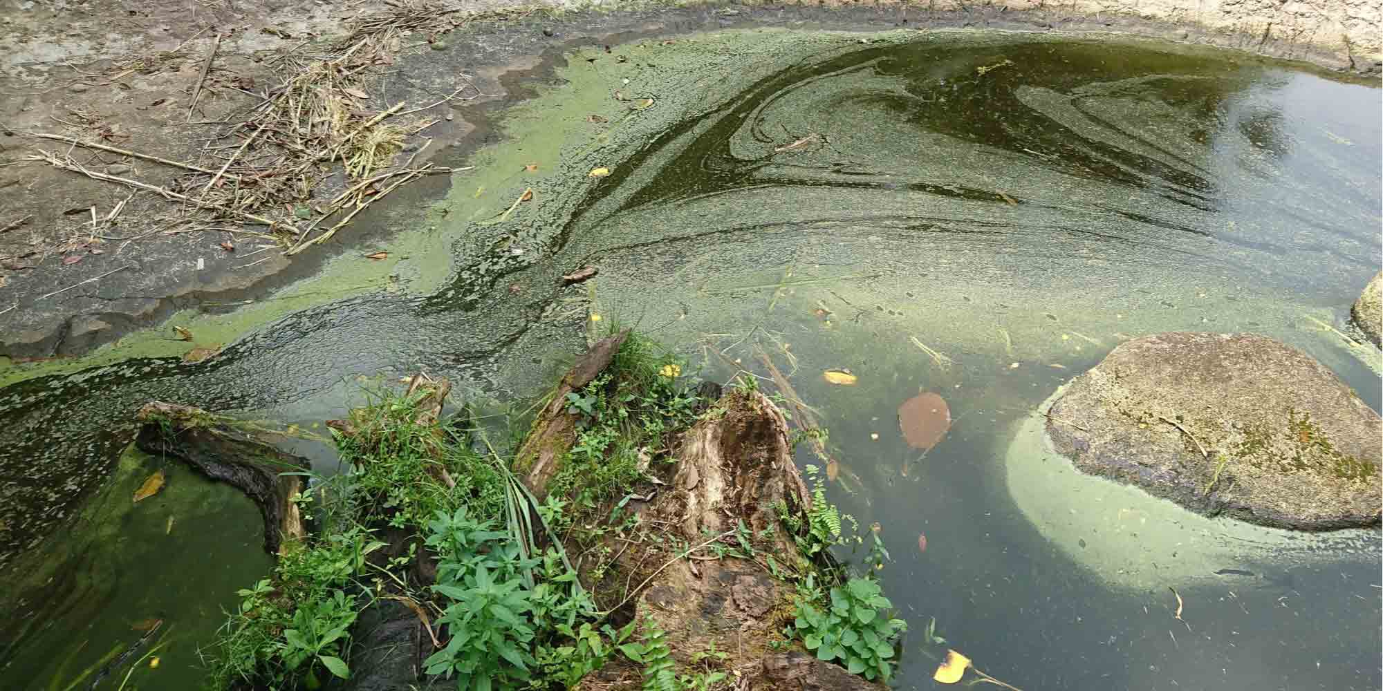 How Fertilizers Can Damage Marine Ecosystems AquaViews