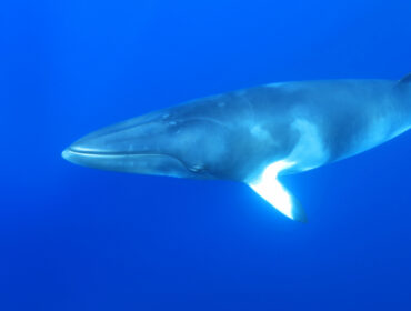 a dwarf minke whale