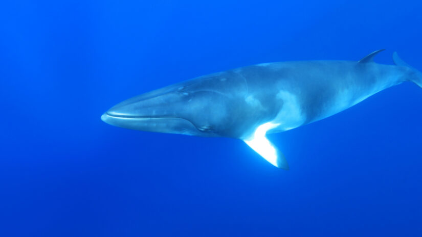 a dwarf minke whale