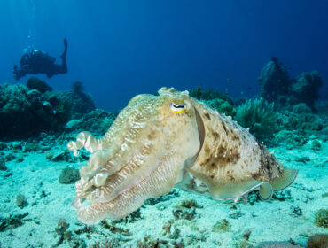 a cuttlefish swimming above a coral reef