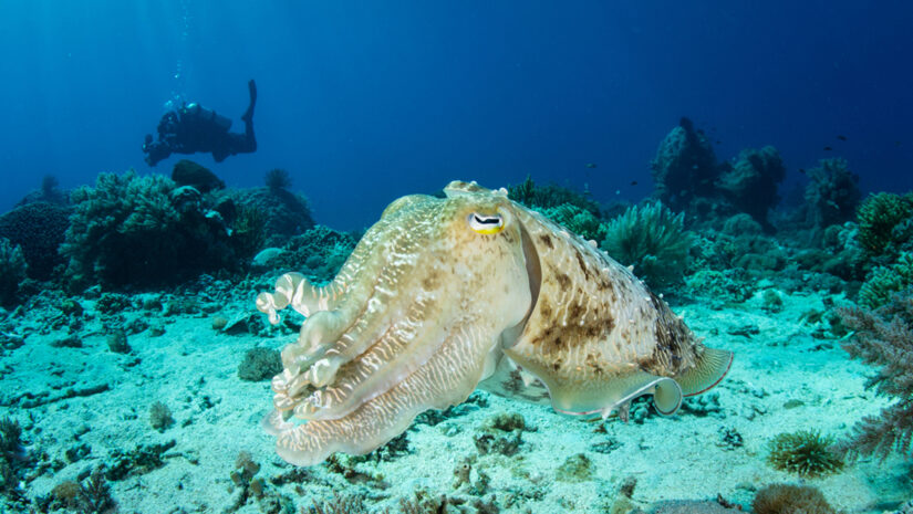 a cuttlefish swimming above a coral reef