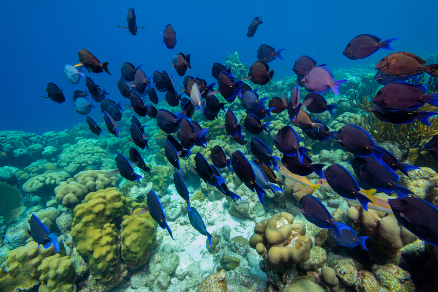 fishes swimming above corals in Bonaire Reef most famous coral reef in the world