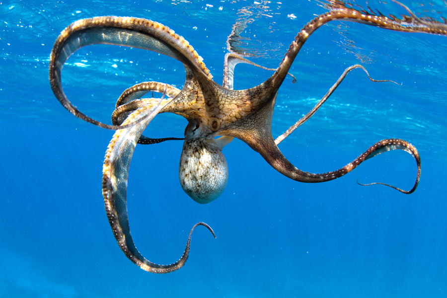 a wild octopus underwater smartest animal in the ocean