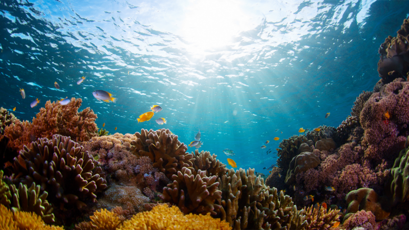 a rich coral reef pierced by sunlight