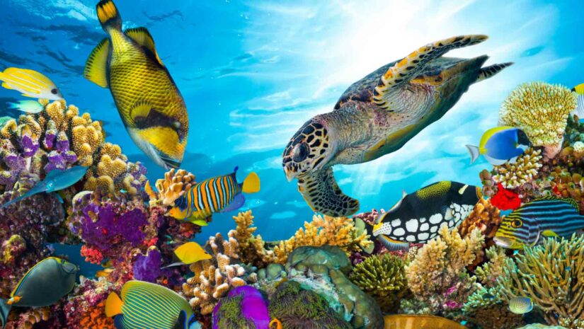 8 Smartest Animal Species In The Ocean Scuba