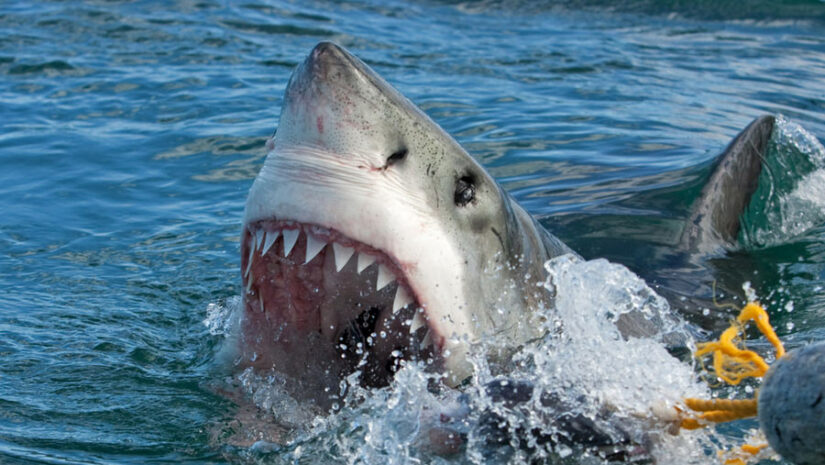 a great white shark with an open mouth