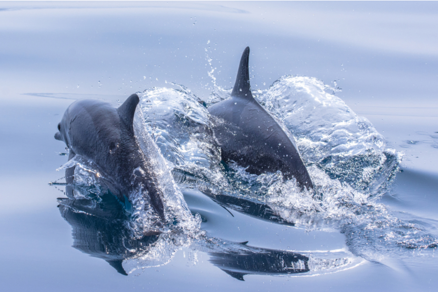 pygmy killer whales swimming on the surface