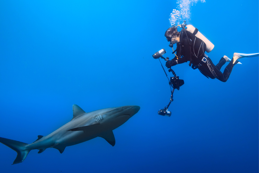 a diver taking a picture of a grey reef shark underwater