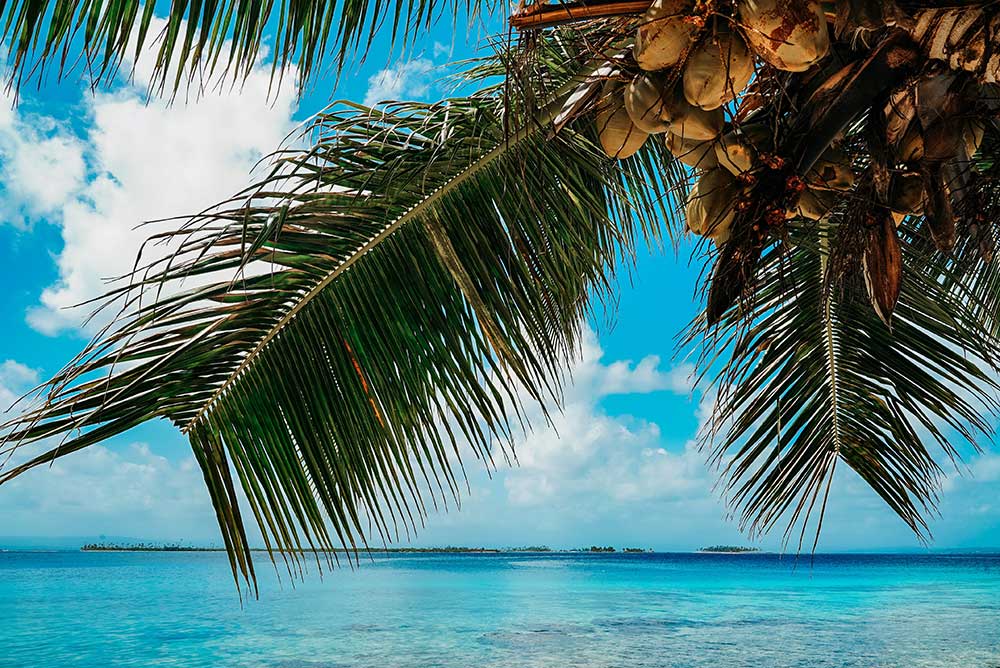 palm tree with coconuts by the beach in Panama