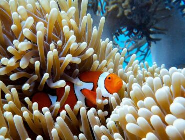 clownfish stuck in corals