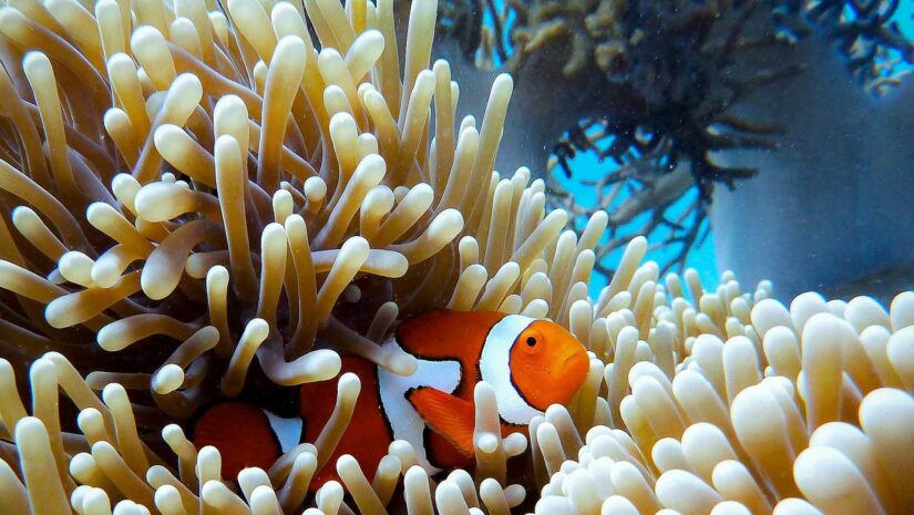 clownfish stuck in corals