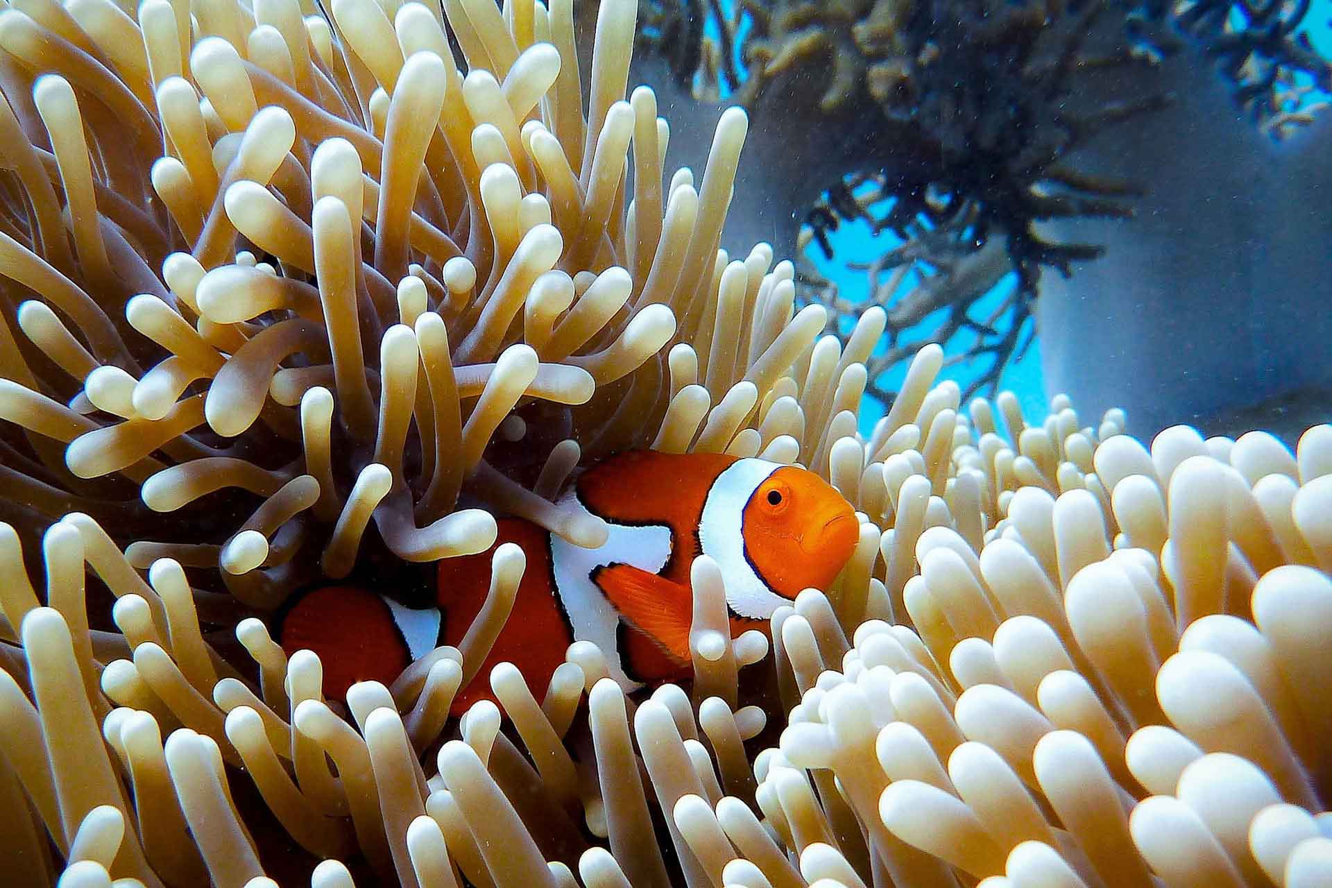 Why Are Coral Reefs Important to Humans? Why Are Coral Reefs Important to Humans?