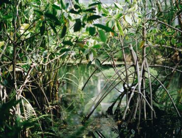 mangroves in a swampy area