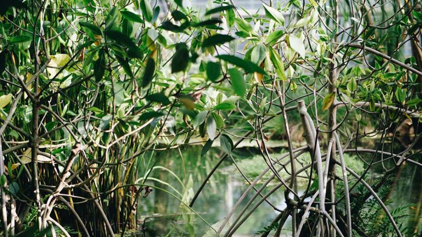 mangroves in a swampy area