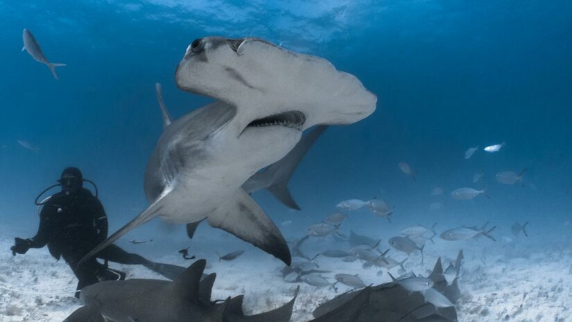 Bimini, Bahamas, Caribbean scuba diving with Hammerhead Shark
