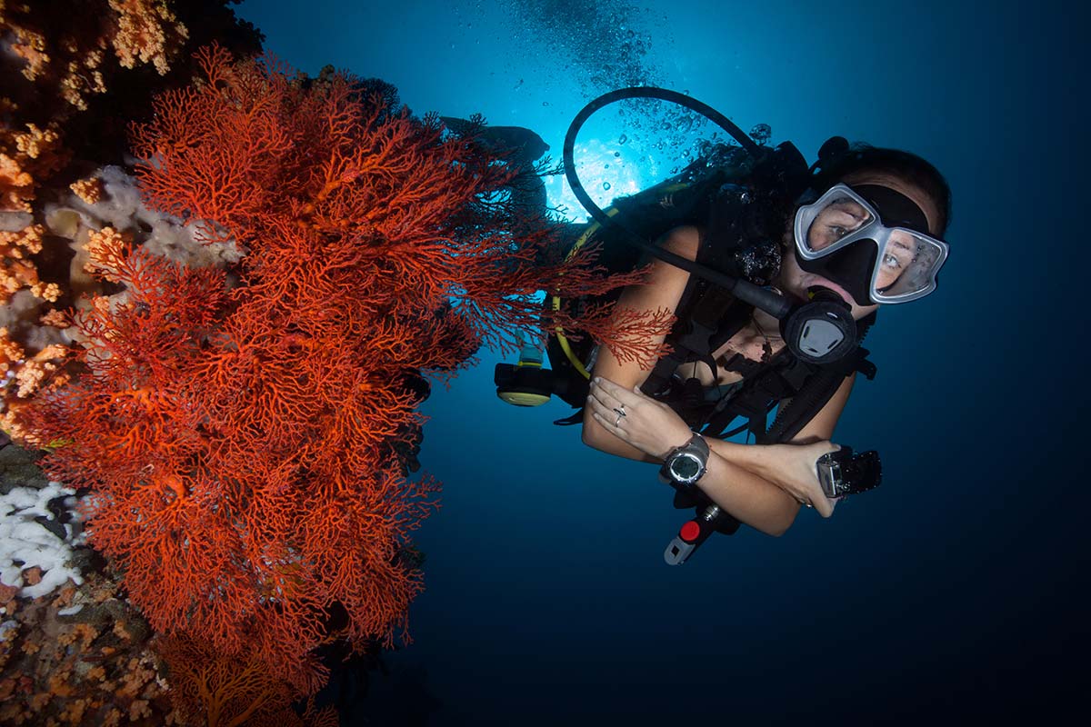Best Underwater Cameras & Gear [Buying Guide] 