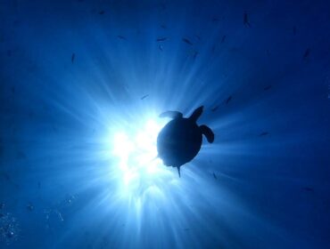 ocean documentaries underwater life