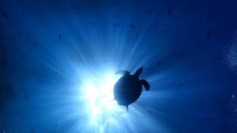 ocean documentaries underwater life