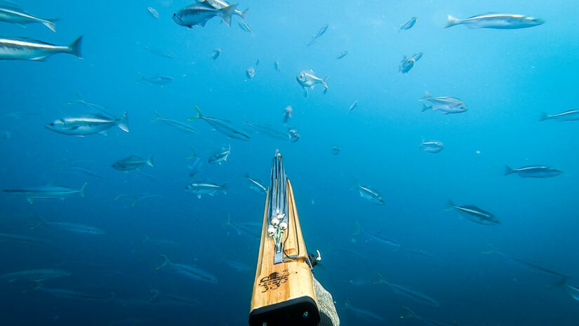 spearfishing gear gun underwater with fish