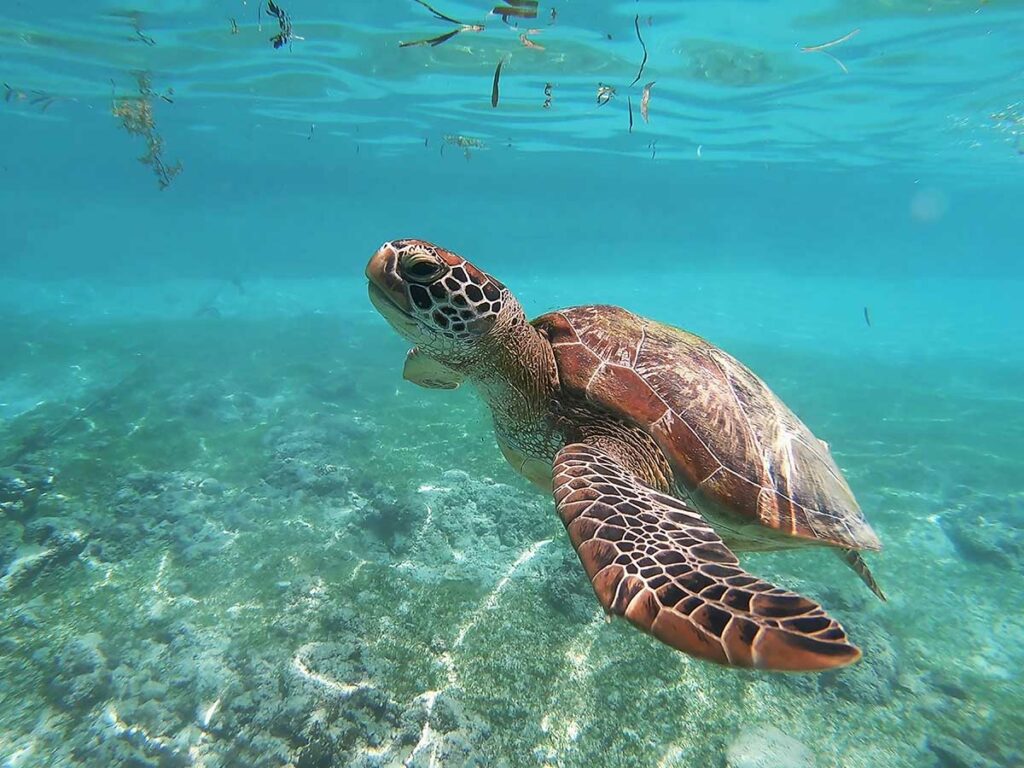 green sea turtle