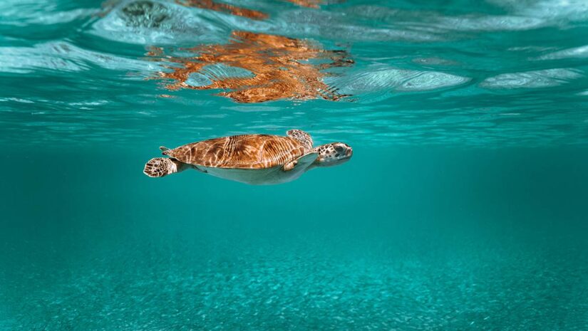 sea turtle diving underwater