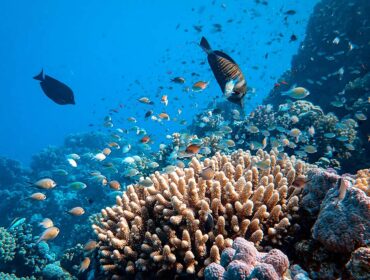 coral reef conservation underwater life