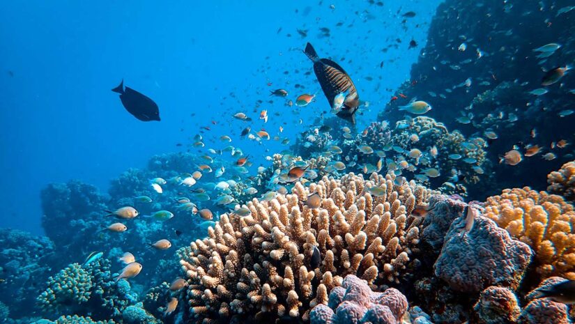 coral reef conservation underwater life