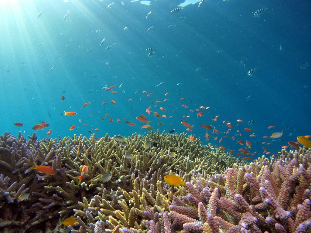coral reef conservation underwater life