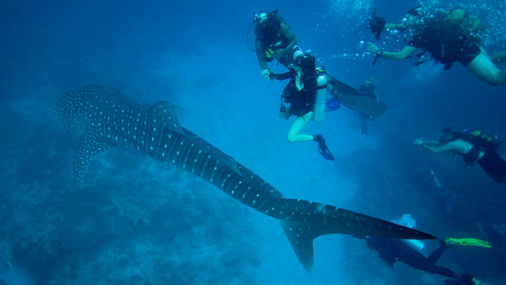 scuba divers with whale shark