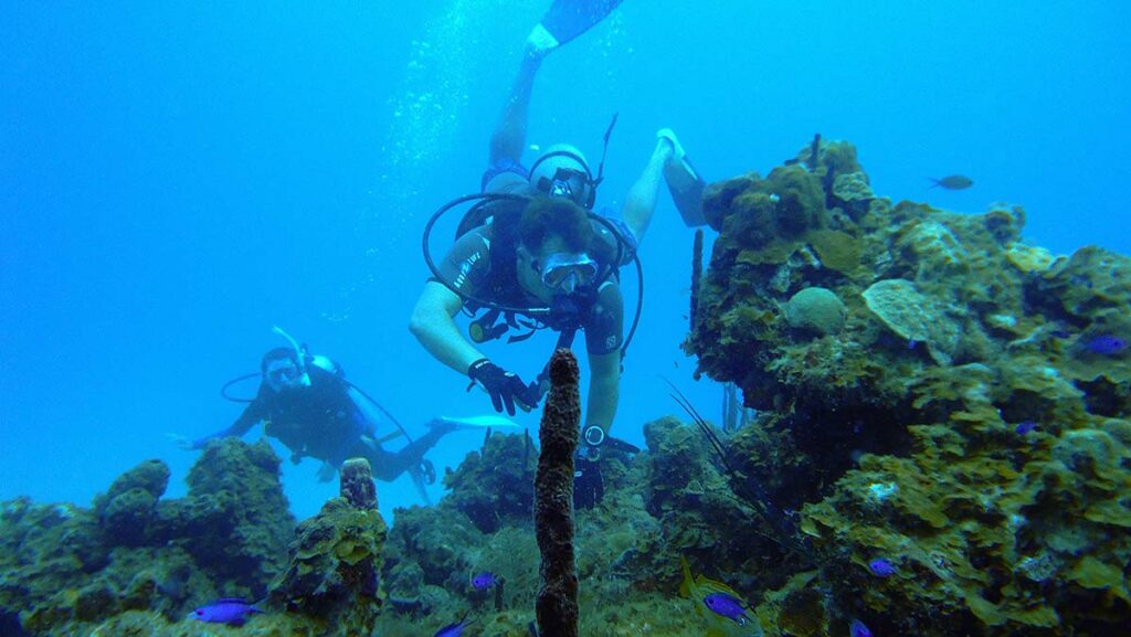 two scuba divers underwater with reef