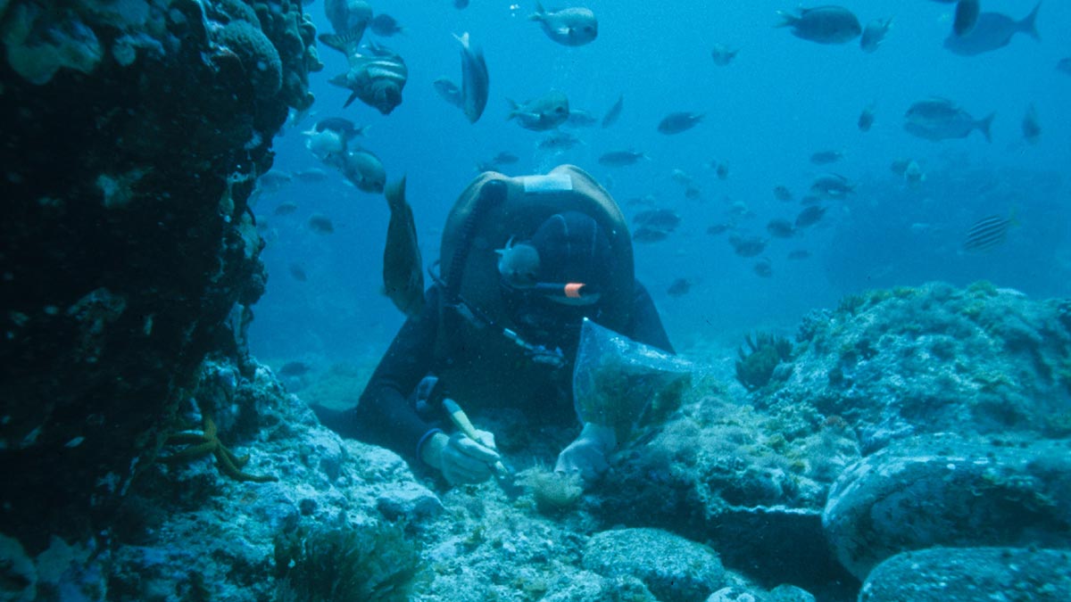 Top Scuba Diving Jobs for an Underwater Career