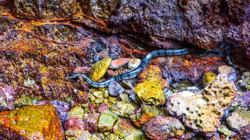 Beaked Sea Snake