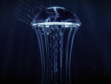 Irukandji Jellyfish