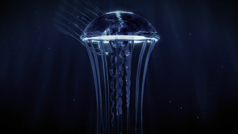 Irukandji Jellyfish