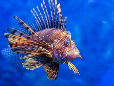 Lionfish