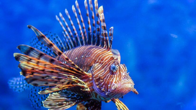 Lionfish