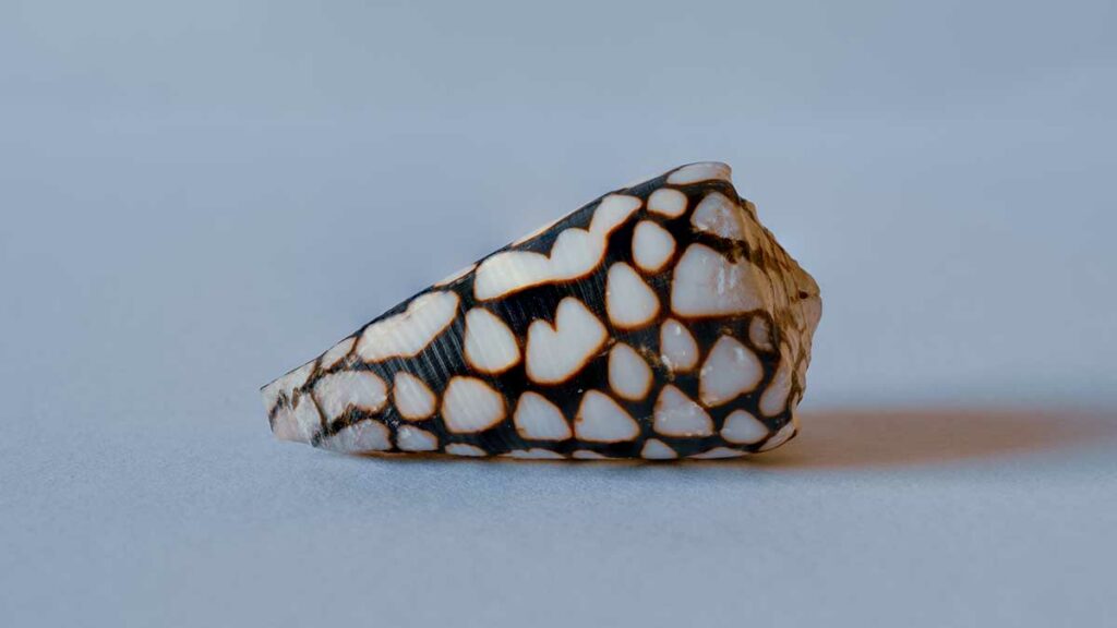 Marbled Cone Snail