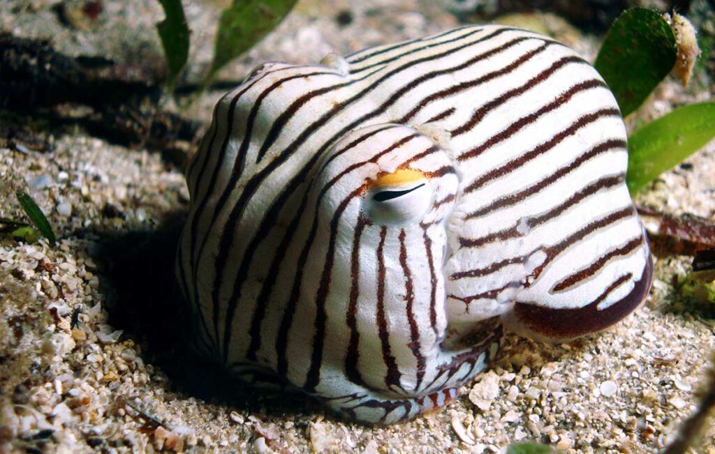 Striped Pyjama Squid