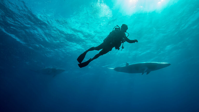 scuba diver with whale underwater