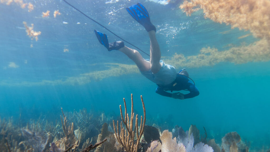 snuba diver underwater looking at coral