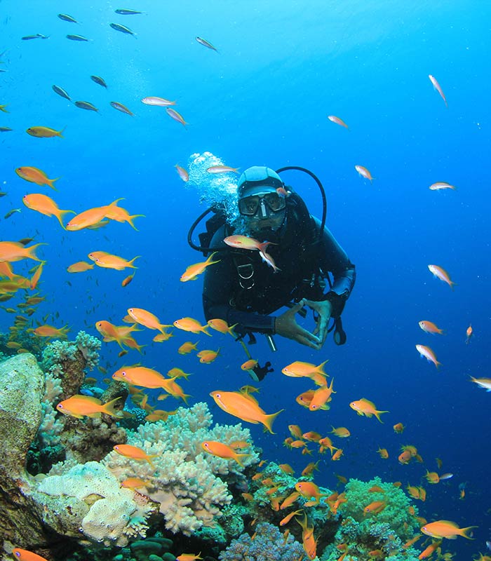 scuba diver with fish