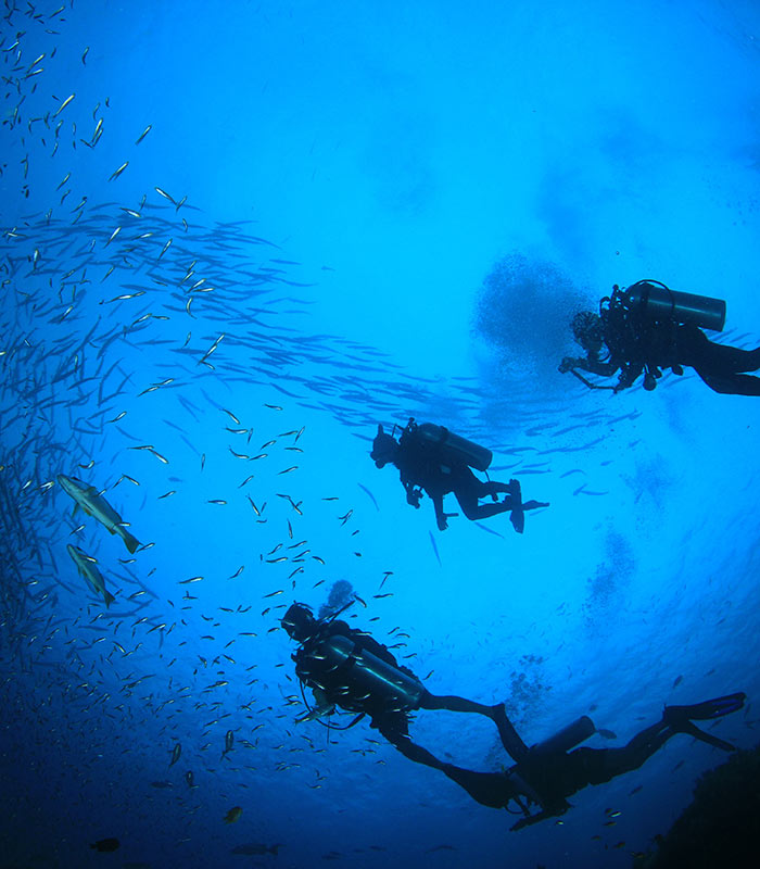 group of scuba divers underwater with fish