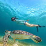 snorkeling with sea turtle