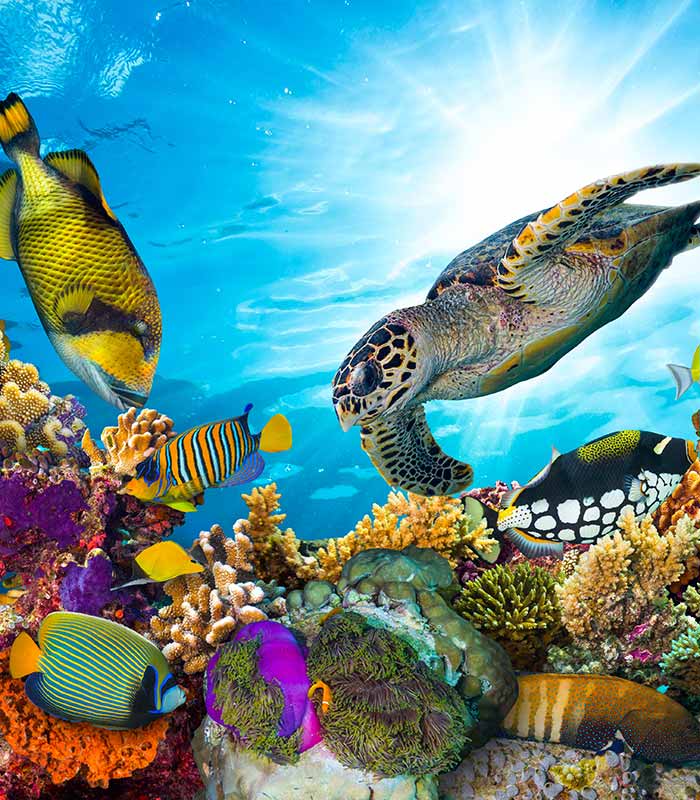 coral with sea creatures sea turtle fish