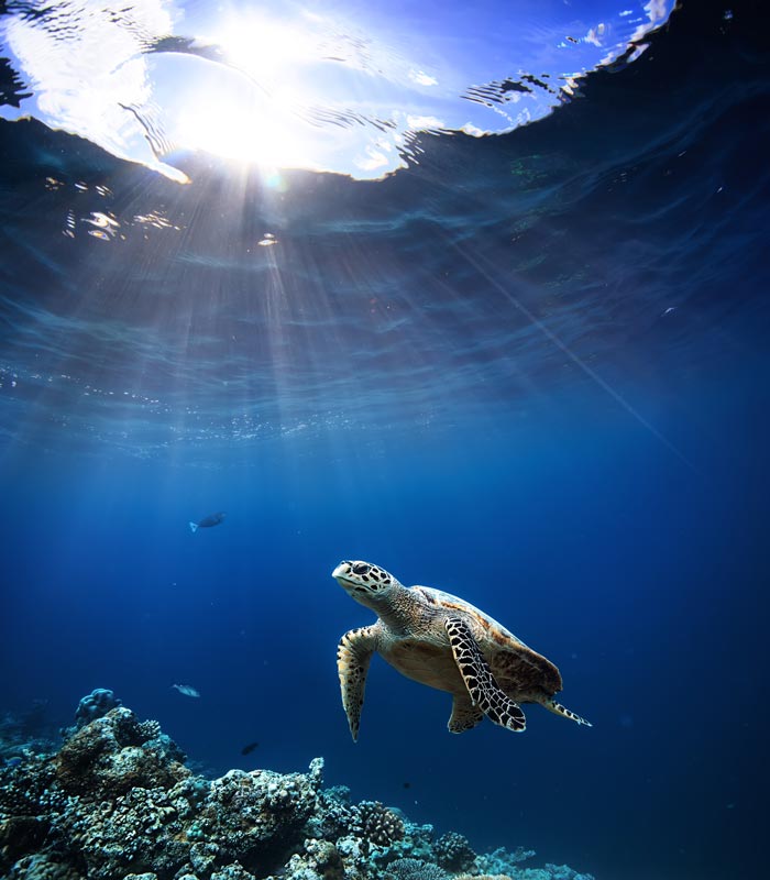 sea turtle underwater marine life