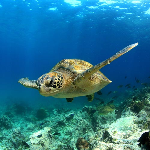 sea turtles in galapagos islands south america