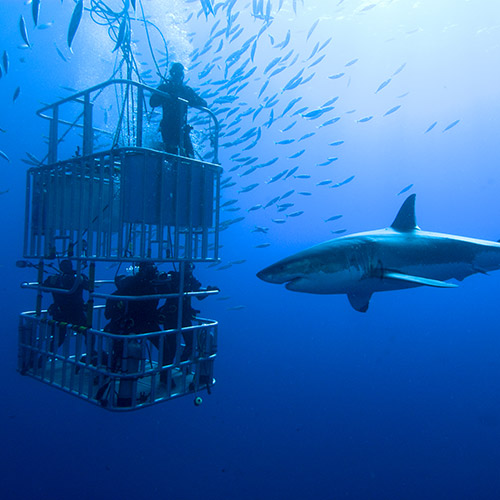 scuba divers with shark cage diving