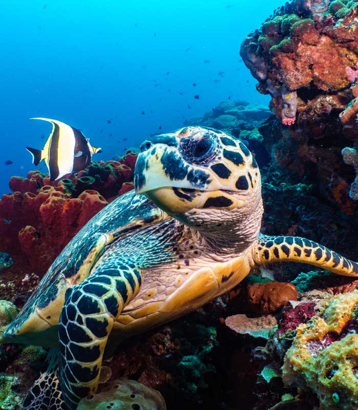underwater photography of sea turtle